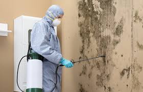 Best Mold Damage Restoration  in Holmes Beach, FL